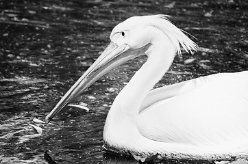 Image showing Photo of beautiful white swan in the lake