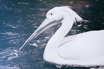 Image showing Photo of beautiful white swan in the lake