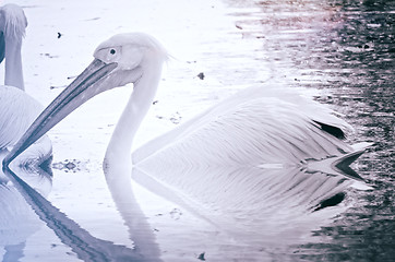 Image showing Photo of beautiful white swan in the lake