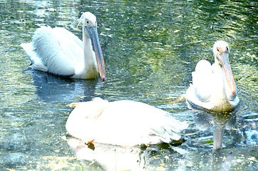 Image showing Photo of beautiful white swan in the lake