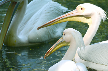 Image showing Photo of beautiful white swan in the lake