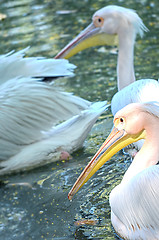 Image showing Photo of beautiful white swan in the lake