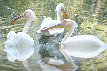 Image showing Photo of beautiful white swan in the lake