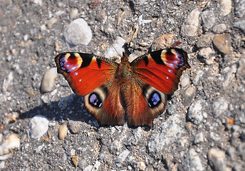 Image showing Peacock (Inachis io)