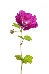 Image showing Mallow (Malva sylvestris mauritiana)