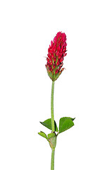 Image showing Crimson clover (Trifolium incarnatum)