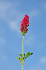 Image showing Crimson clover (Trifolium incarnatum)