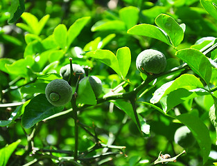 Image showing Trifoliate orange (Poncirus trifoliata)