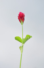 Image showing Crimson clover (Trifolium incarnatum)