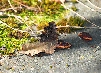 Image showing Comma (Polygonia c-album)