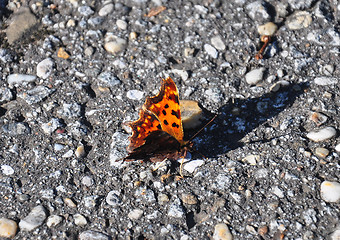 Image showing Comma (Polygonia c-album)