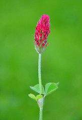 Image showing Crimson clover (Trifolium incarnatum)