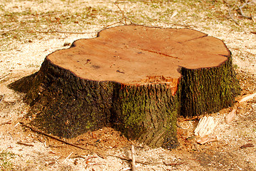 Image showing Tree stump