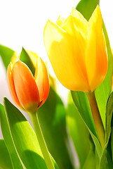 Image showing Tulips