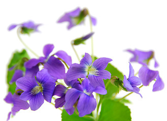 Image showing Violets