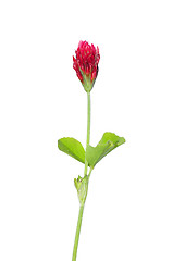 Image showing Crimson clover (Trifolium incarnatum)