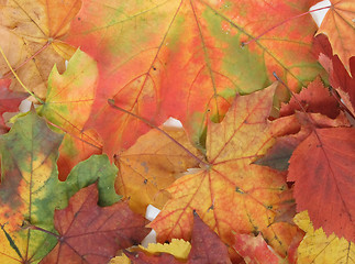 Image showing autumn leaves