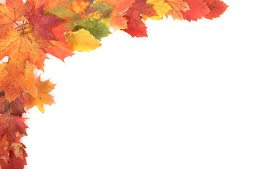 Image showing autumn leaves