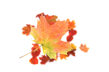 Image showing autumn leaves