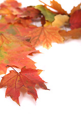 Image showing autumn leaves