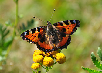 Image showing Small tortoiseshell (Aglais urticae)