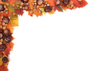 Image showing autumn leaves