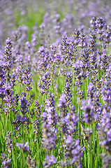 Image showing Lavender field