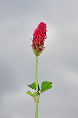 Image showing Crimson clover (Trifolium incarnatum)