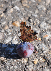 Image showing Comma (Polygonia c-album)