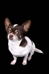 Image showing chihuahua