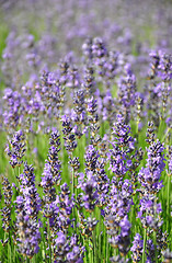 Image showing Lavender field