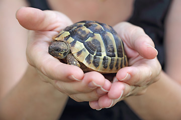 Image showing turtle in the palm