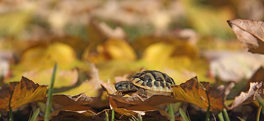 Image showing Turtle on leaves