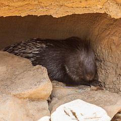 Image showing Huge Porcupine
