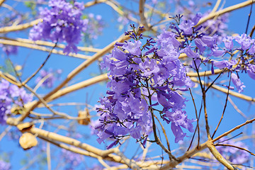 Image showing First violet flowers blossoming in park