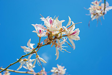 Image showing First flowers blossoming in park