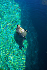 Image showing Common seal is swimming in the water