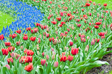 Image showing Red tulips and blue hyacinth