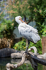 Image showing Little egret