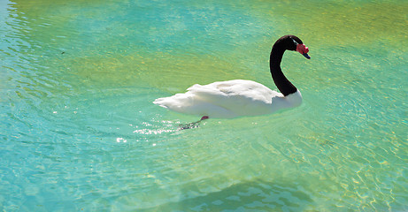 Image showing Black-necked swan