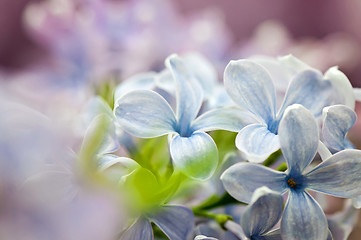 Image showing Close-up of lilac flowers