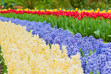 Image showing Multicolored hyacinth flowerbed spring flower park