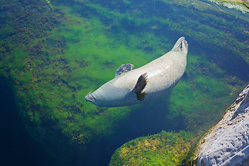 Image showing Common seal is swimming in the water