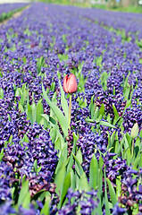 Image showing Field of blue hyacinth with red tulip