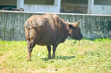 Image showing Closeup Portrait of a Bull in farms field