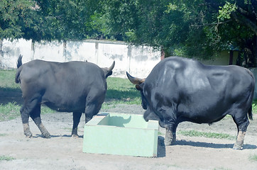 Image showing Closeup Portrait of a Bull in farms field