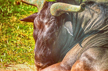 Image showing Closeup Portrait of a Bull in farms field