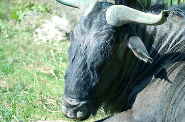 Image showing Closeup Portrait of a Bull in farms field