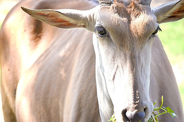 Image showing Closeup Portrait of a Bull in farms field