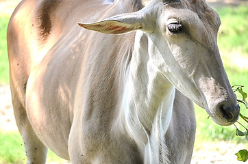 Image showing Closeup Portrait of a Bull in farms field